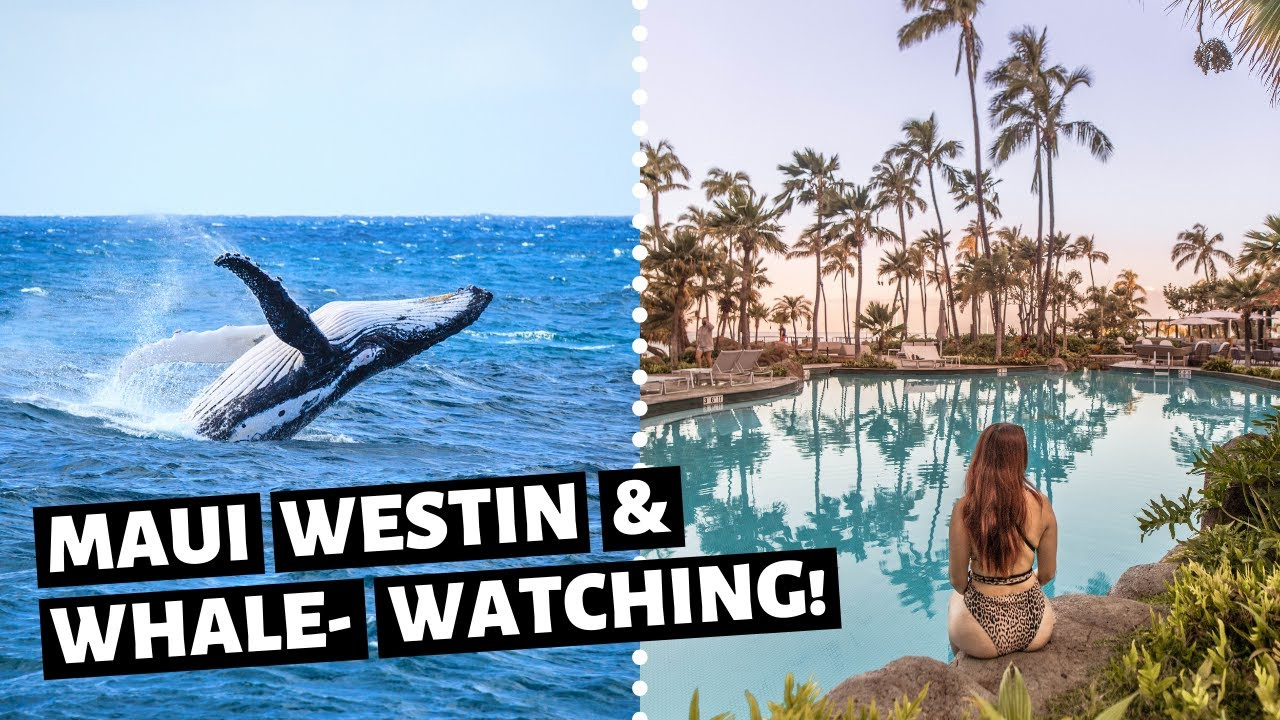 Whale jumping out of water. Person sitting pool side at the Westin Maui Resort and spa. Text reads: Maui Westin & Whale-watching!