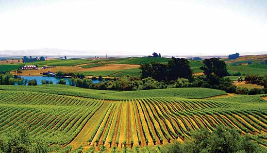 Napa, California, winery.